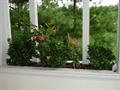 Mandevilla Hybrids